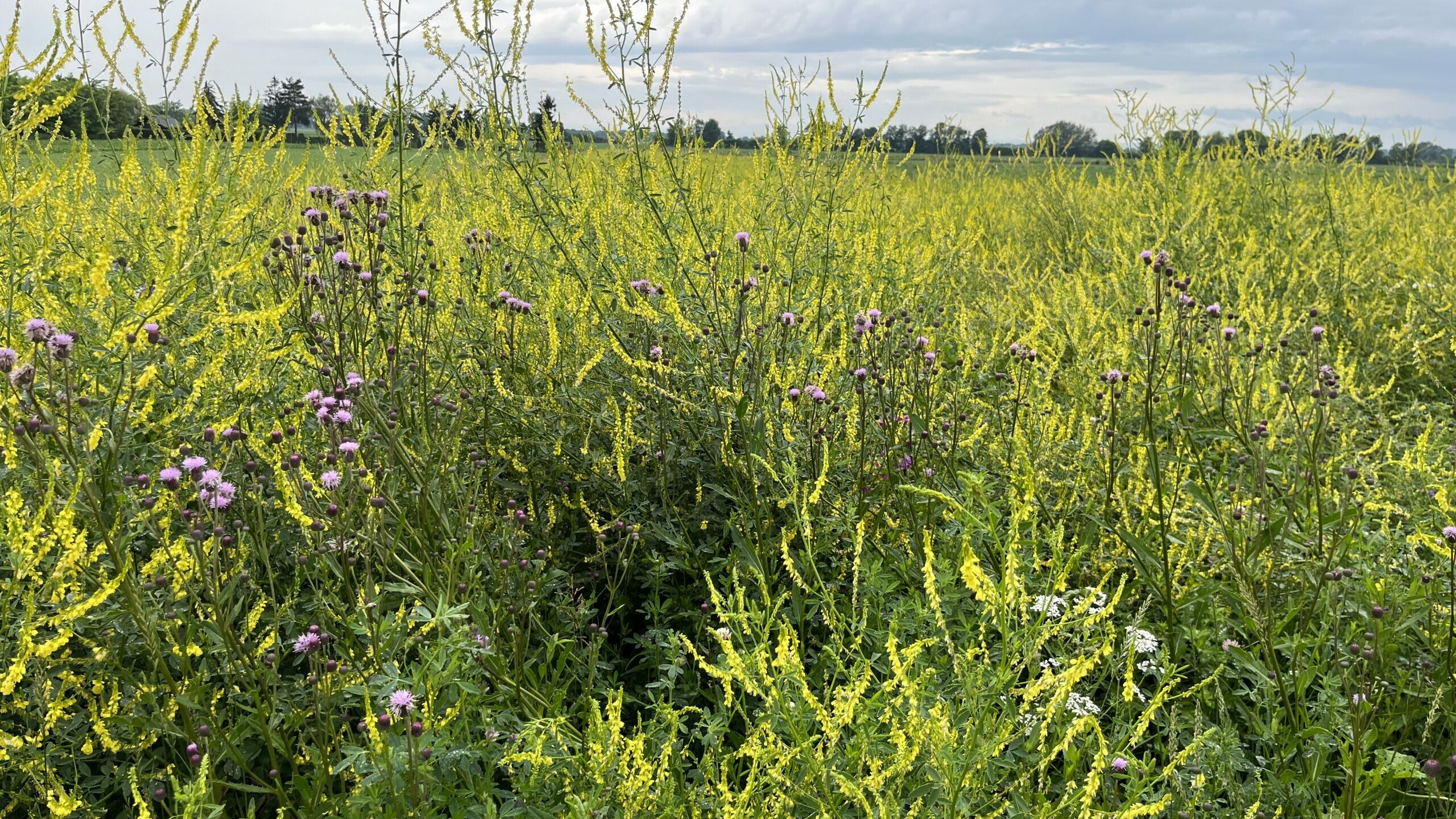 Die Mayerei / Tulln